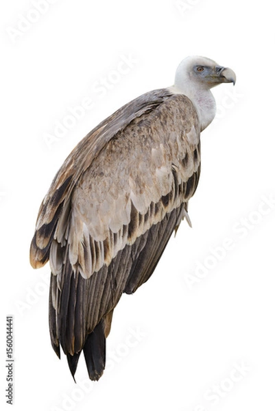 Obraz vulture isolated on white background