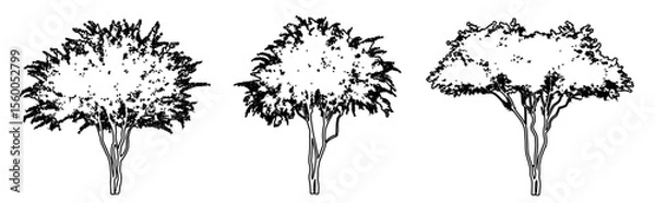 Fototapeta Set or collection of Crape Myrtle trees as a black line drawing silhouette on white background. Concept or conceptual vector for nature, planet, ecology conservation, strength, endurance and  beauty