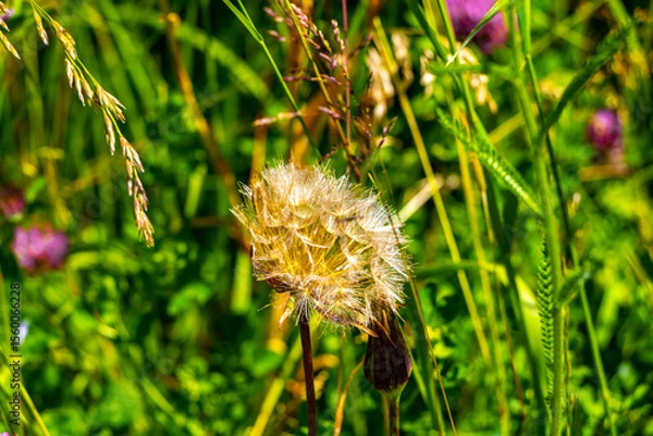 Obraz Flower meadow with many different white green and yellow flowers.
