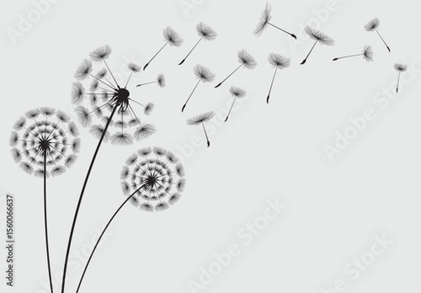 Fototapeta Vector illustration dandelion seed blowing in the wind.  Dandelion on a white background. 