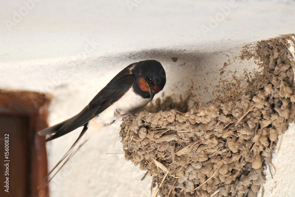 Fototapeta swallow and nest