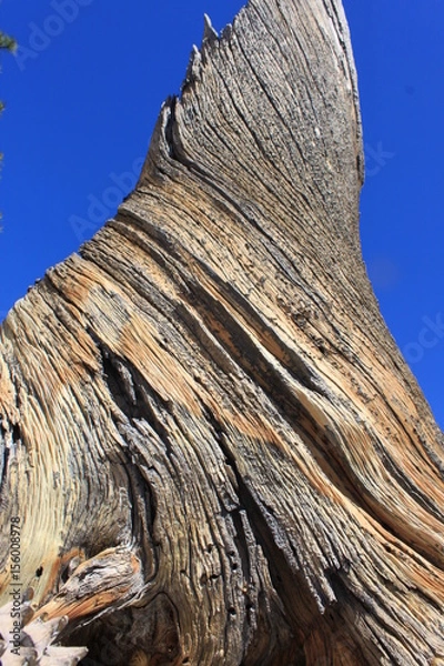 Obraz abstract tree trunk