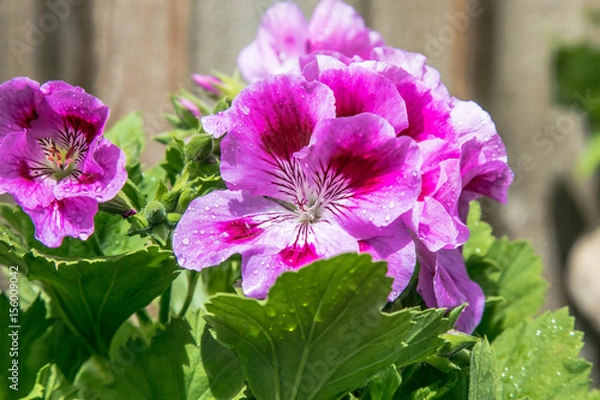 Obraz Geranium
