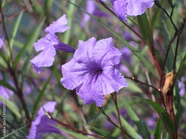 Obraz Wedding-themed image with romantic and decorative elements