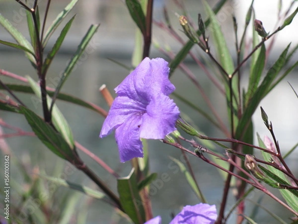 Obraz Wedding-themed image with romantic and decorative elements