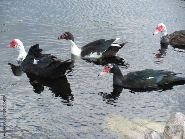 Obraz Wedding-themed image with romantic and decorative elements