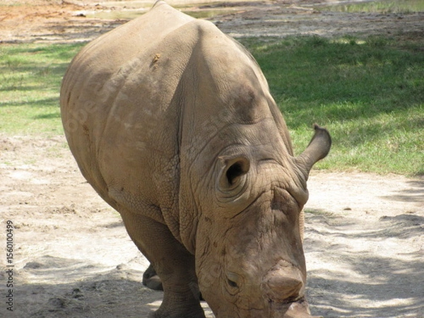 Obraz Wedding-themed image with romantic and decorative elements