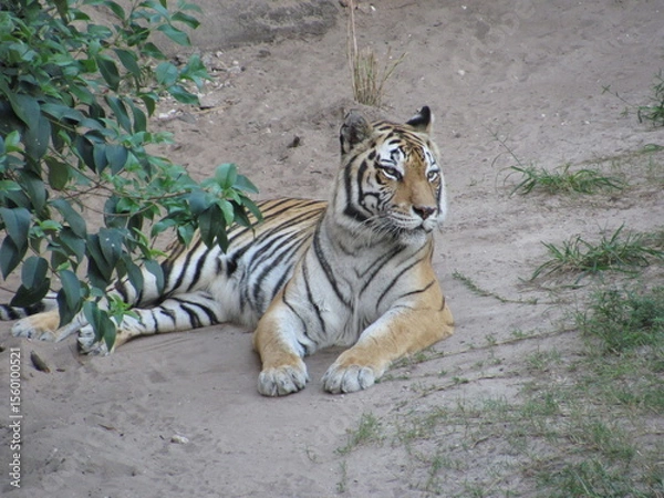 Obraz Tiger laying down
