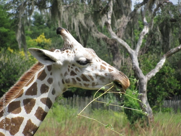 Obraz Giraffe eating