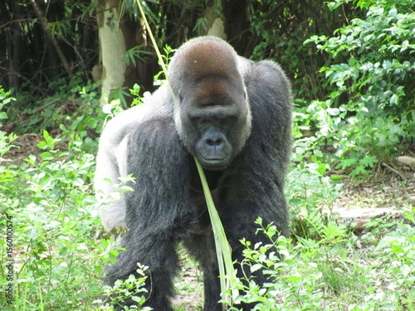 Obraz Wedding-themed image with romantic and decorative elements