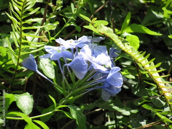 Obraz Purple lilac flower