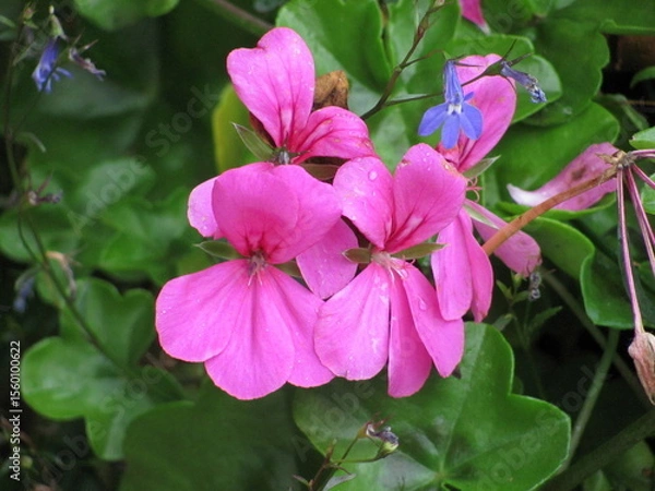 Obraz Wedding-themed image with romantic and decorative elements