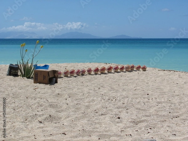 Obraz Shells in a row on a beach