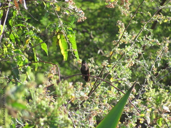 Obraz Bird in green foliage