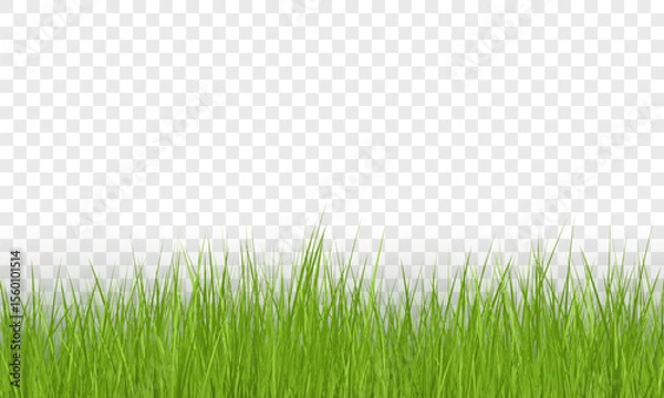 Fototapeta Green Grass Border on Transparent Background. Vector Illustration