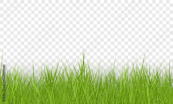 Fototapeta Green Grass Border on Transparent Background. Vector Illustration