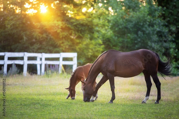 Obraz Horses graze in the sun's rays