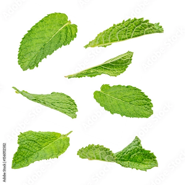 Obraz A collection of fresh green mint leaves scattered on a white background, highlighting their texture and aromatic freshness.