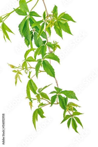Obraz A climbing vine with lush green leaves twists naturally against a white background, evoking growth, nature, and organic vitality