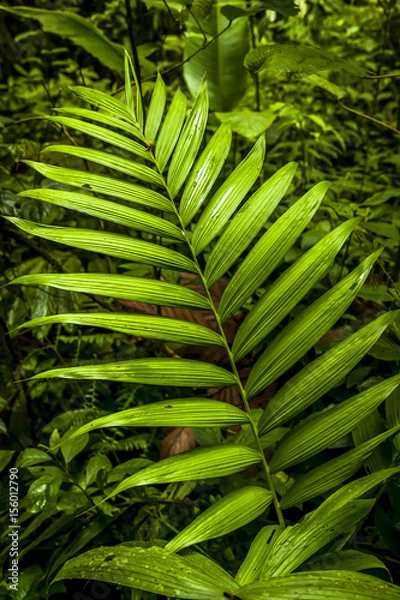 Obraz Bright Green Fern