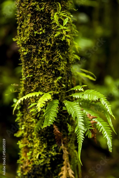 Obraz Fern in Cloud Forest
