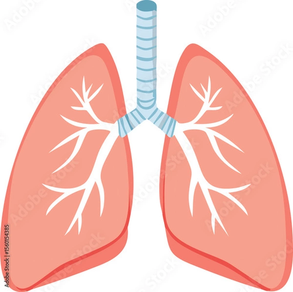 Obraz Diagram of a human respiratory system, showing lungs and bronchial tubes.