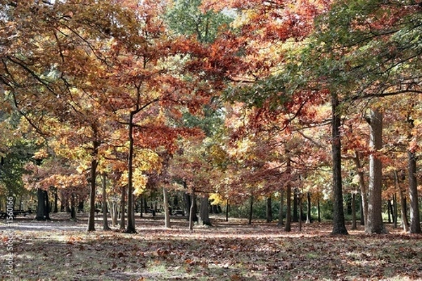 Fototapeta autumn colors