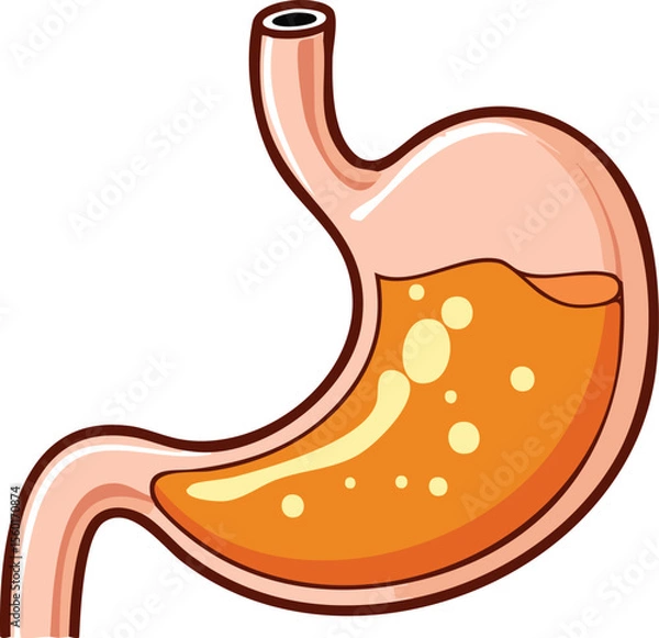 Obraz Detailed illustration of a human stomach, showcasing its internal structure and digestive fluids.