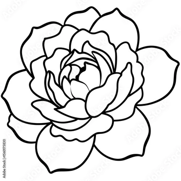 Fototapeta Peony Bloom Minimal Line Art on White