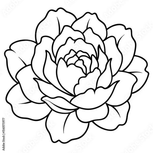 Fototapeta Peony Bloom Minimal Line Art on White
