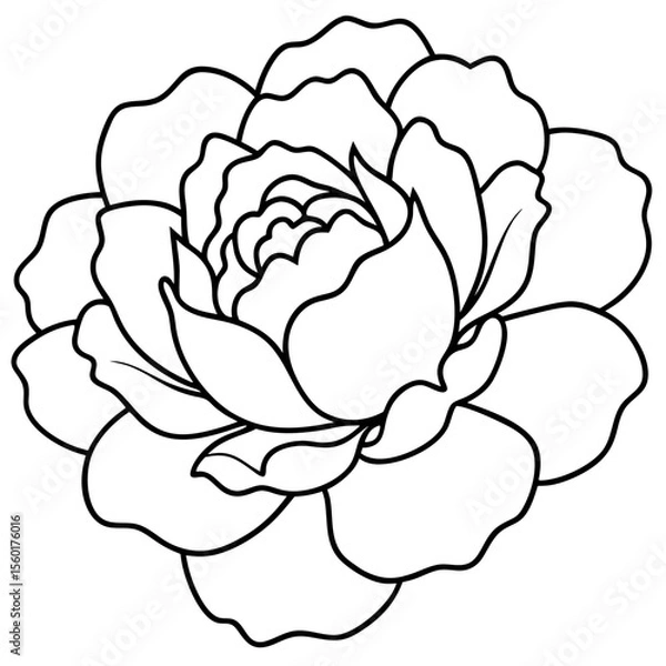 Fototapeta Peony Bloom Minimal Line Art on White