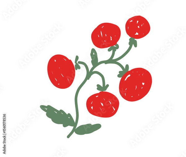 Fototapeta Hand-drawn illustration of tomato vine with five red tomatoes and green leaves on white background.