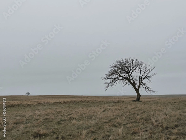 Fototapeta Solitary Tree in a Vast, Empty Landscape Under a Gray Sky