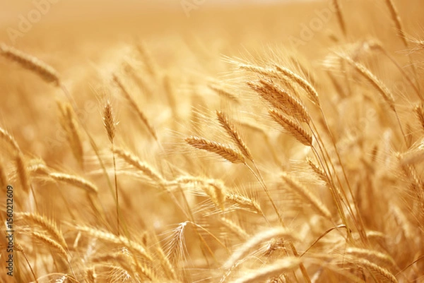 Fototapeta Close up of ripe wheat ears. Beautiful backdrop of ripening ears of golden field. Nature background and  blurred bokeh. Agriculture scene of sun setting over the yellow meadow