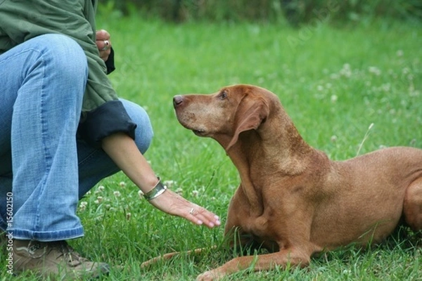 Obraz Hundeschule 18