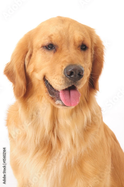 Fototapeta Golden retriever