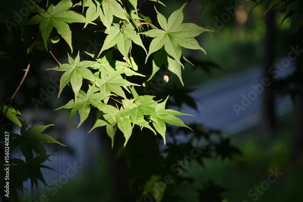 Fototapeta 단풍나무