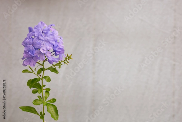 Obraz The Photo of the background of the cape leadwort flowers