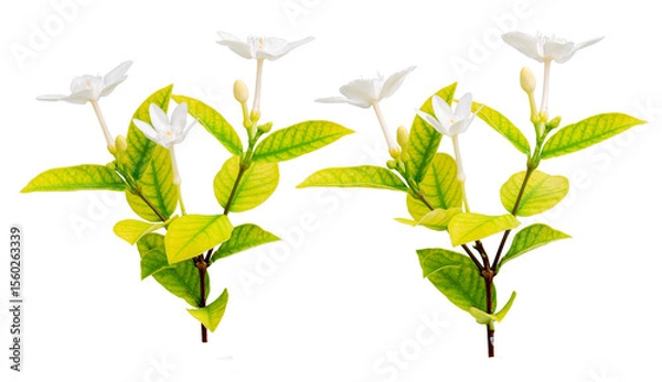 Obraz the background of the Cape Jasmine flowers