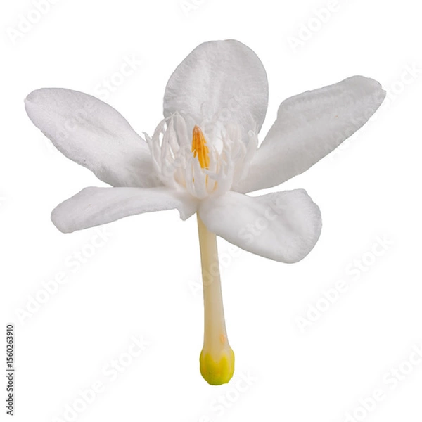 Obraz the background of the Cape Jasmine flowers