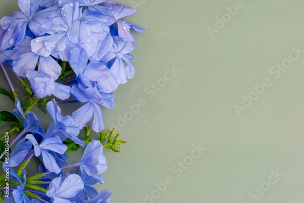 Obraz The Photo of the background of the cape leadwort flowers