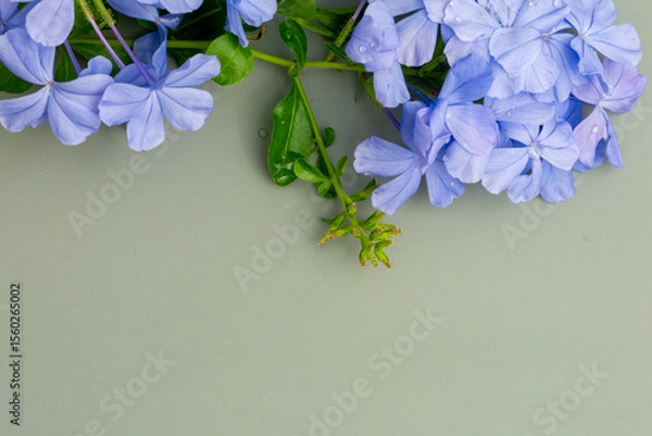 Obraz The Photo of the background of the cape leadwort flowers