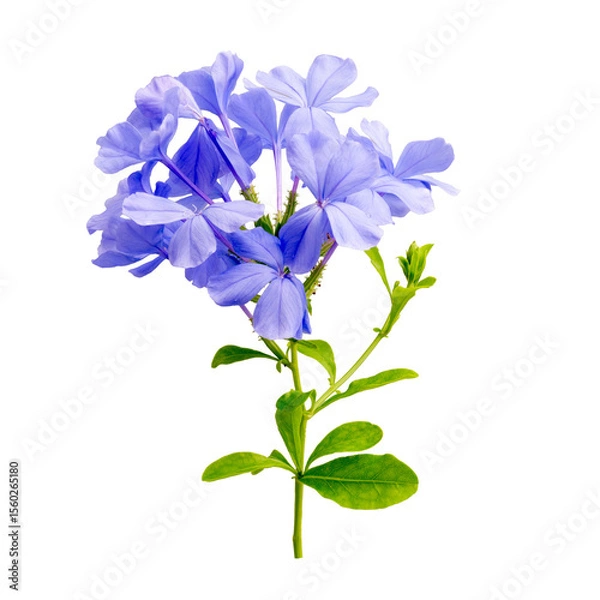 Obraz The Photo  of the cape leadwort flowers isolate on white
