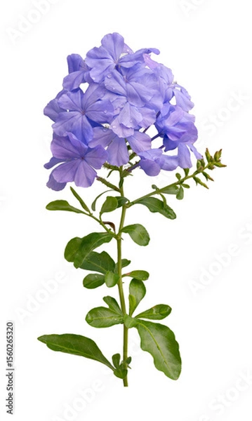 Obraz The Photo  of the cape leadwort flowers isolate on white