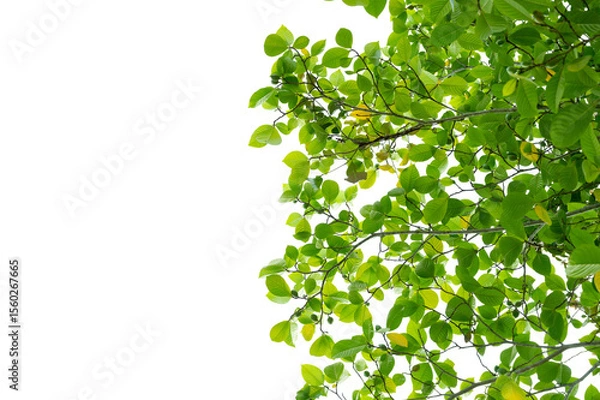 Obraz Green Tree Branch Canopy with Fresh Leaves Transparent PNG for Nature and Eco Design