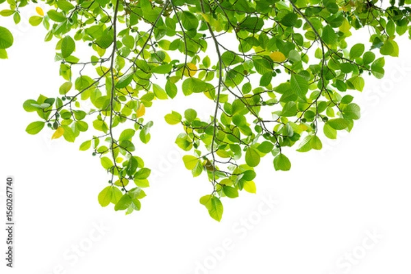 Obraz Green Tree Branch Canopy with Fresh Leaves Transparent PNG for Nature and Eco Design