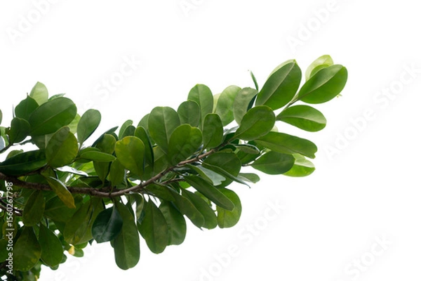 Obraz Green Tree Branch Canopy with Fresh Leaves Transparent PNG for Nature and Eco Design