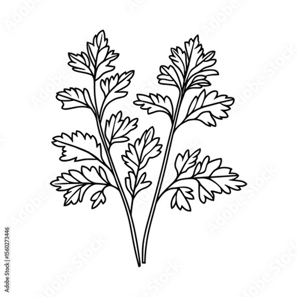 Fototapeta Outline parsley sketch, line art icon. Hand drawn black and white vector design element isolated. Seasoning, spice, herb concept