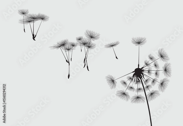 Fototapeta Vector illustration dandelion seed blowing in the wind.