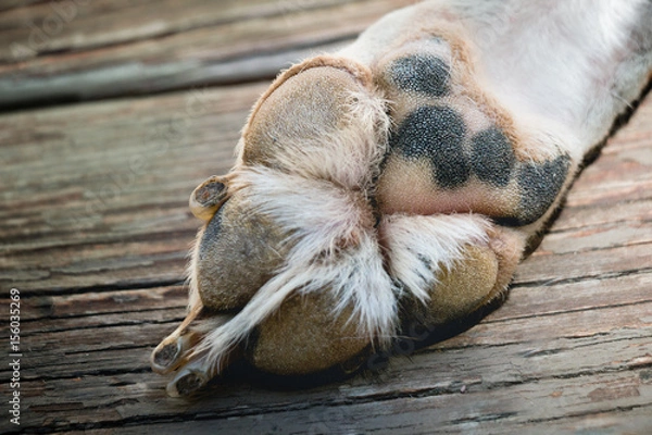 Obraz Old dog's paw